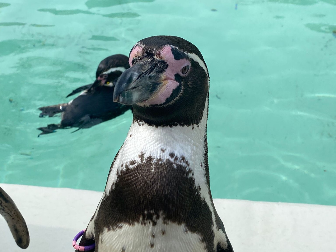 科茨沃尔德野生动物公园和花园-伯福德必去景点