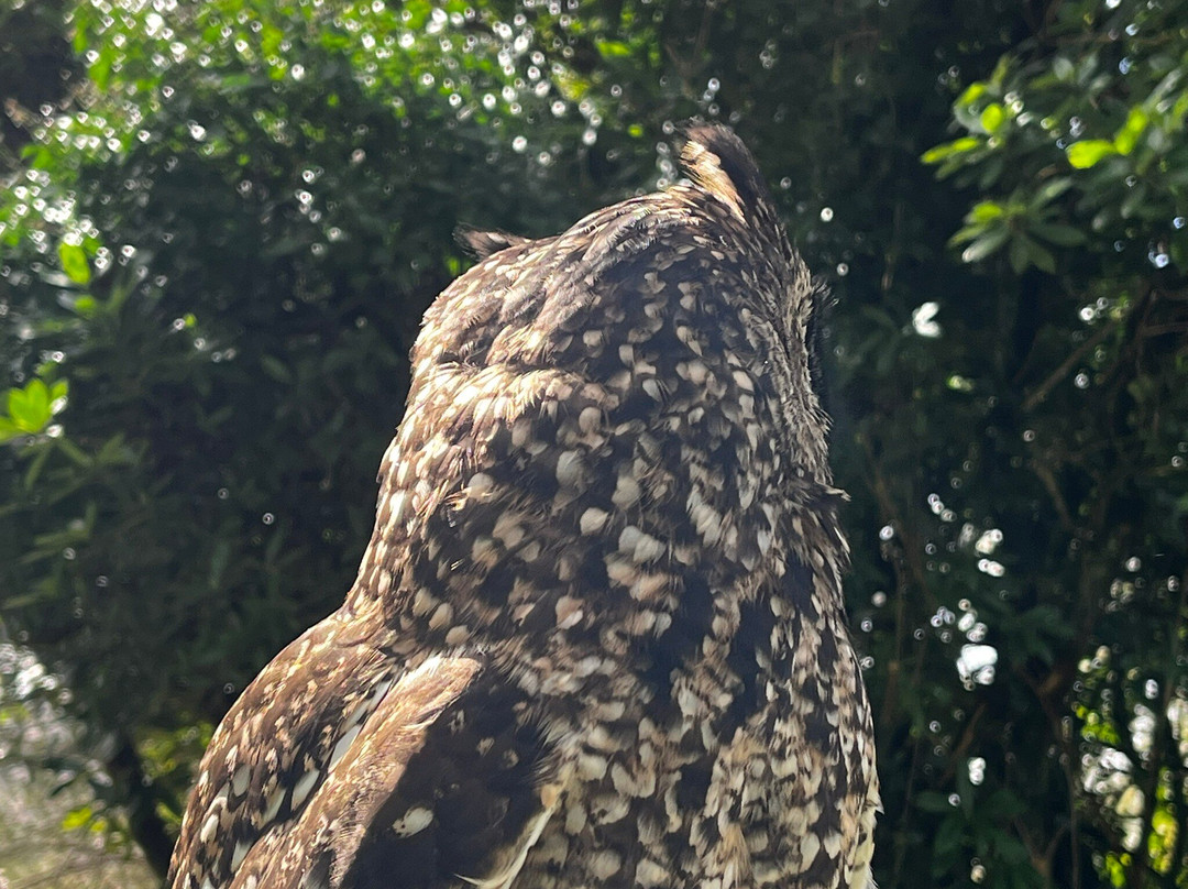 Falconry Kerry-基拉尼必去景点