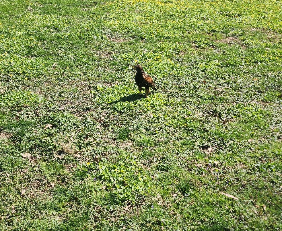Hawks And Hounds Falconry Experience-Califon必去景点