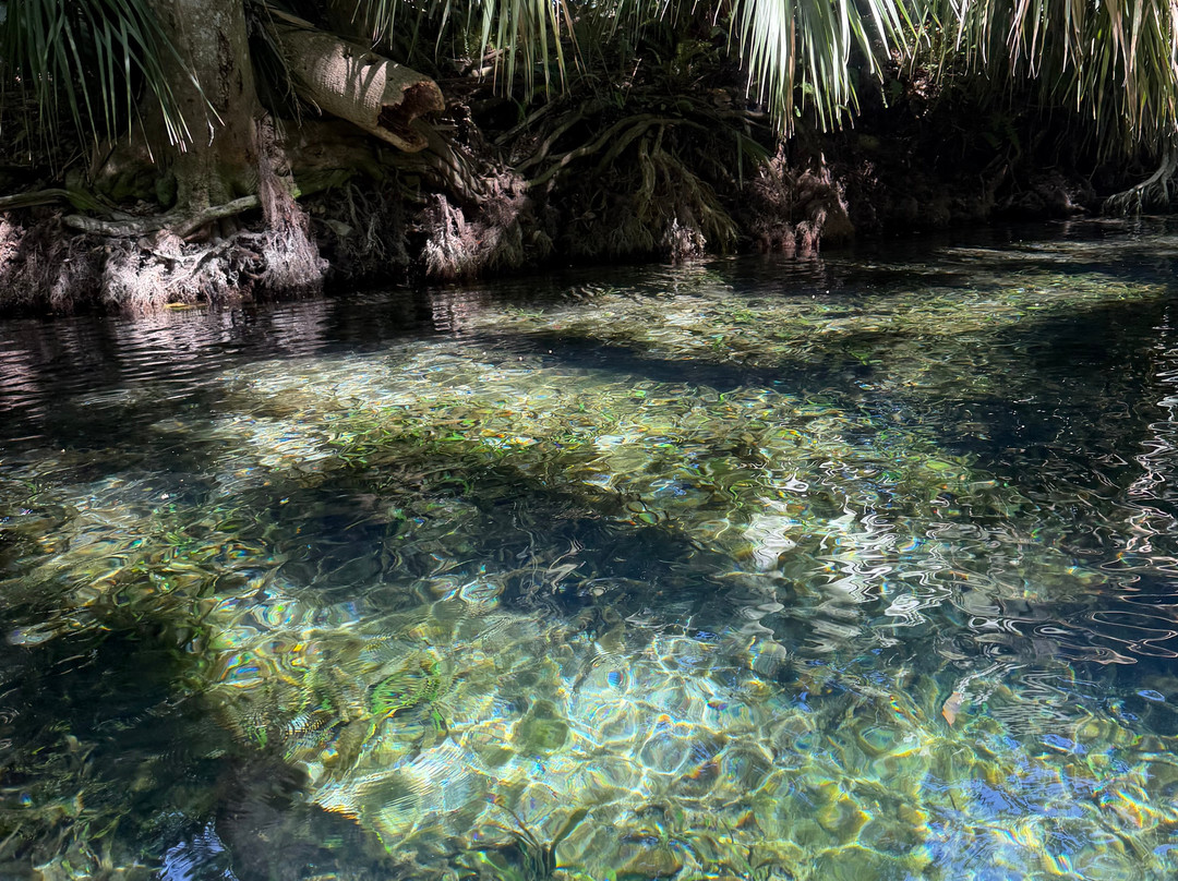 Kayaking Silver Springs-Silver Springs必去景点