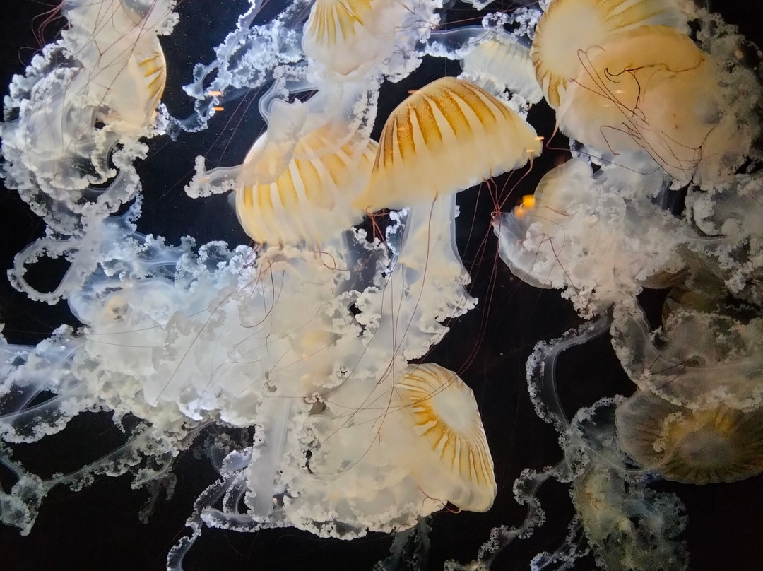 鹿儿岛水族馆-鹿儿岛市必去景点