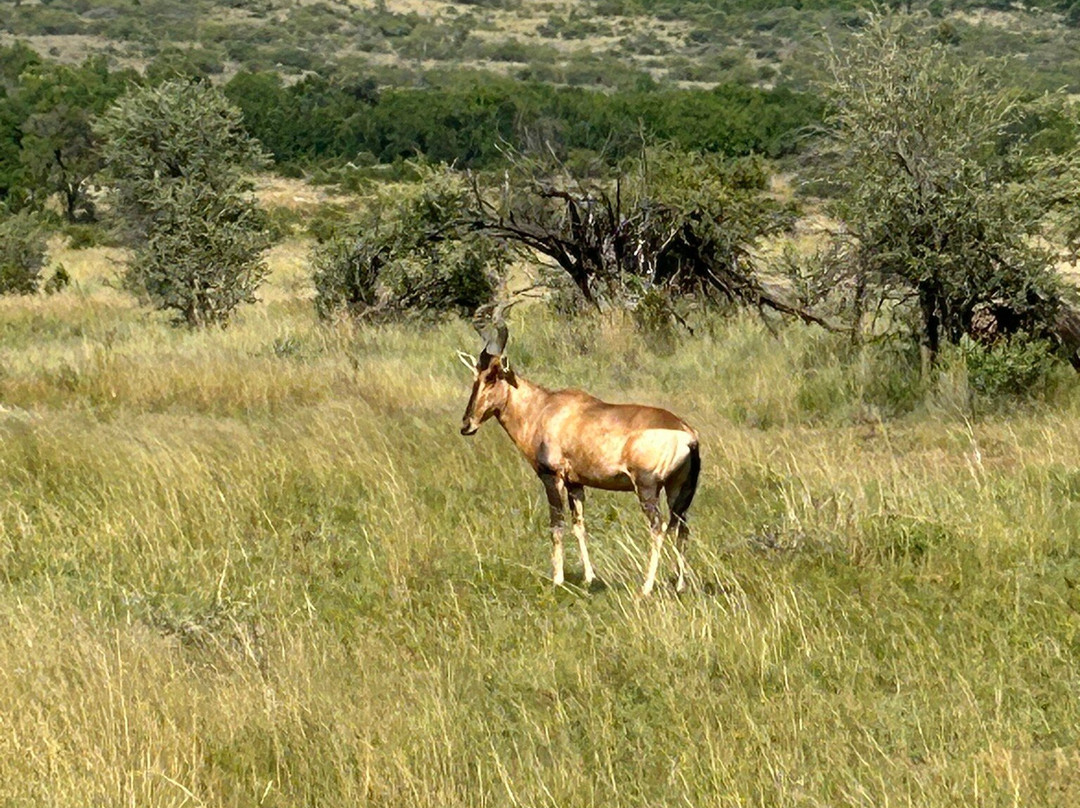 Kartula Marula Adventures-Steenbokpan必去景点