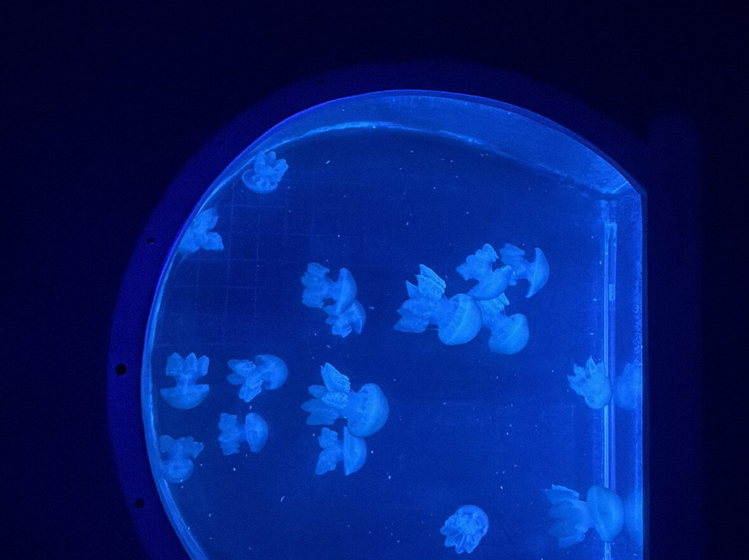 Ubatuba Aquarium-乌巴图巴必去景点