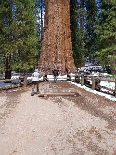 Sequoia National Park-维塞利亚必去景点