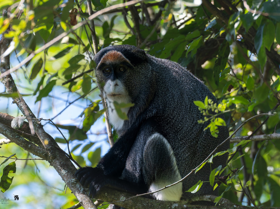 Saiwa Swamp National Park-Kitale必去景点