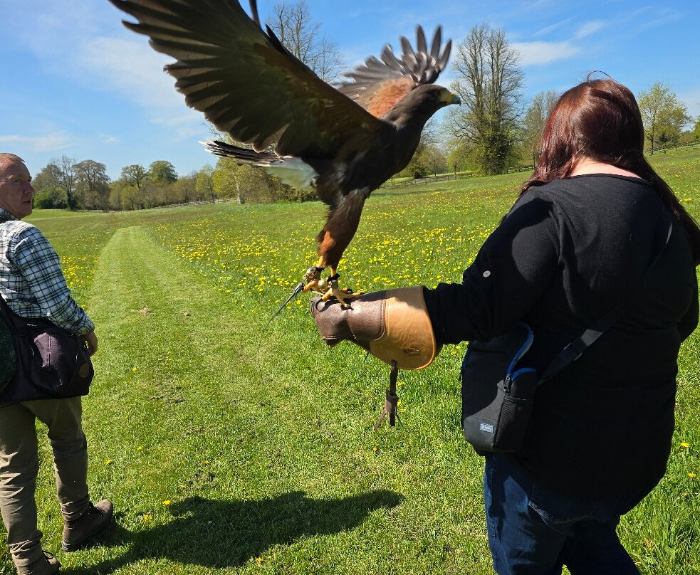 Hawkeye School of Falconry-基尔肯尼必去景点
