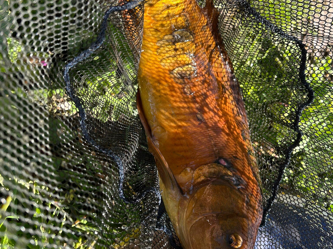 Woodlands Fishery, and Touring Park-Spilsby必去景点