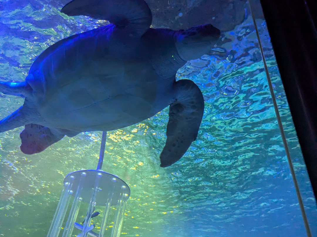 SEA LIFE Hunstanton-Hunstanton必去景点