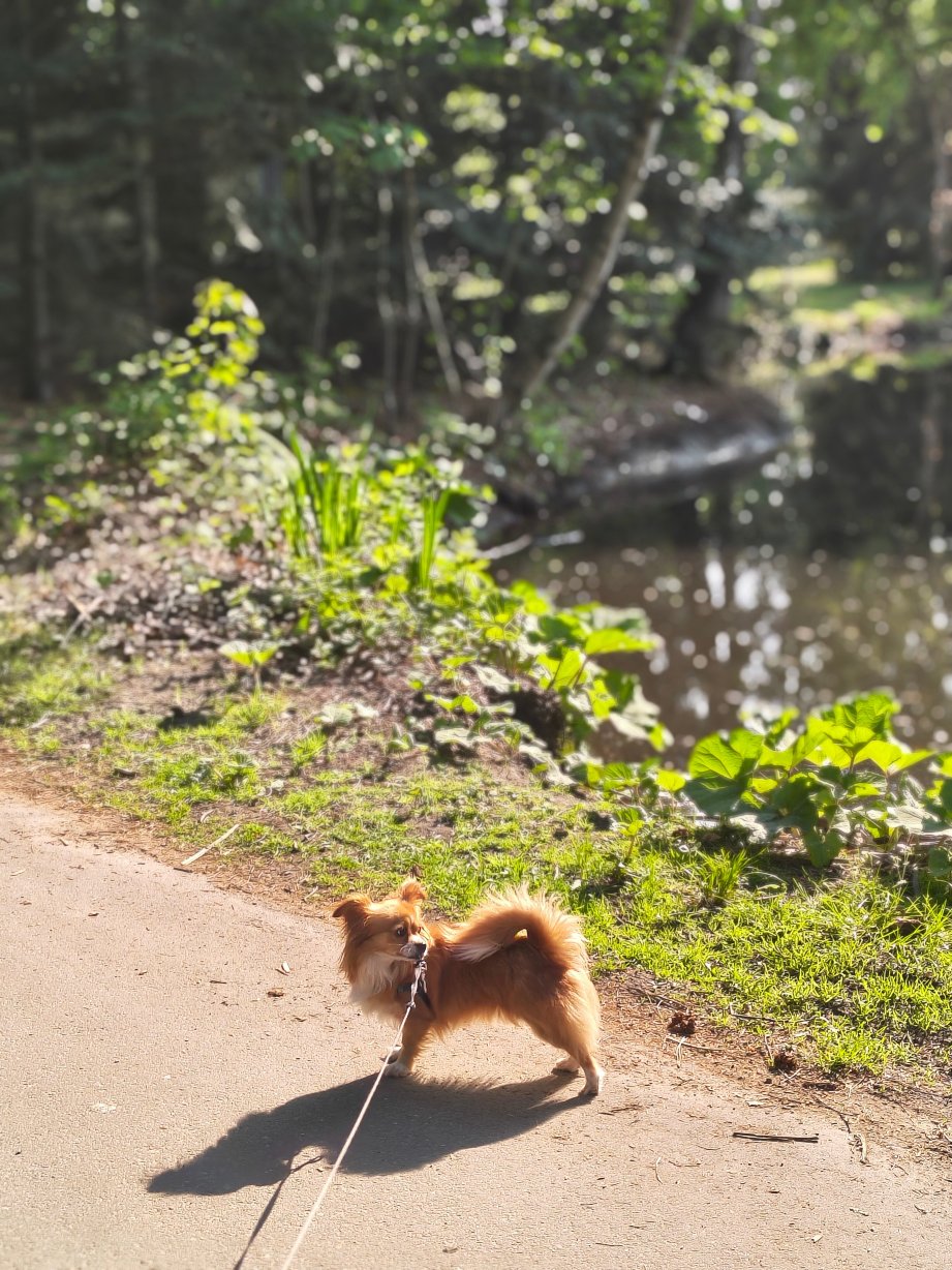 Center Parcs Het Meerdal America-旅行者