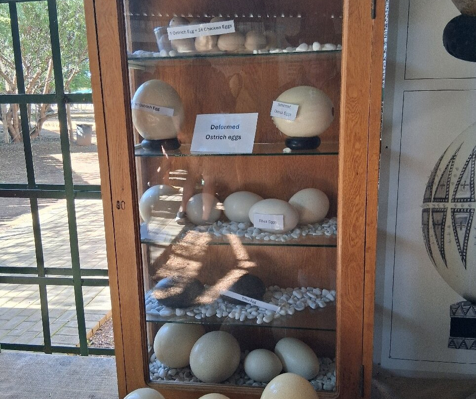 Safari Ostrich Farm-奥兹洪必去景点