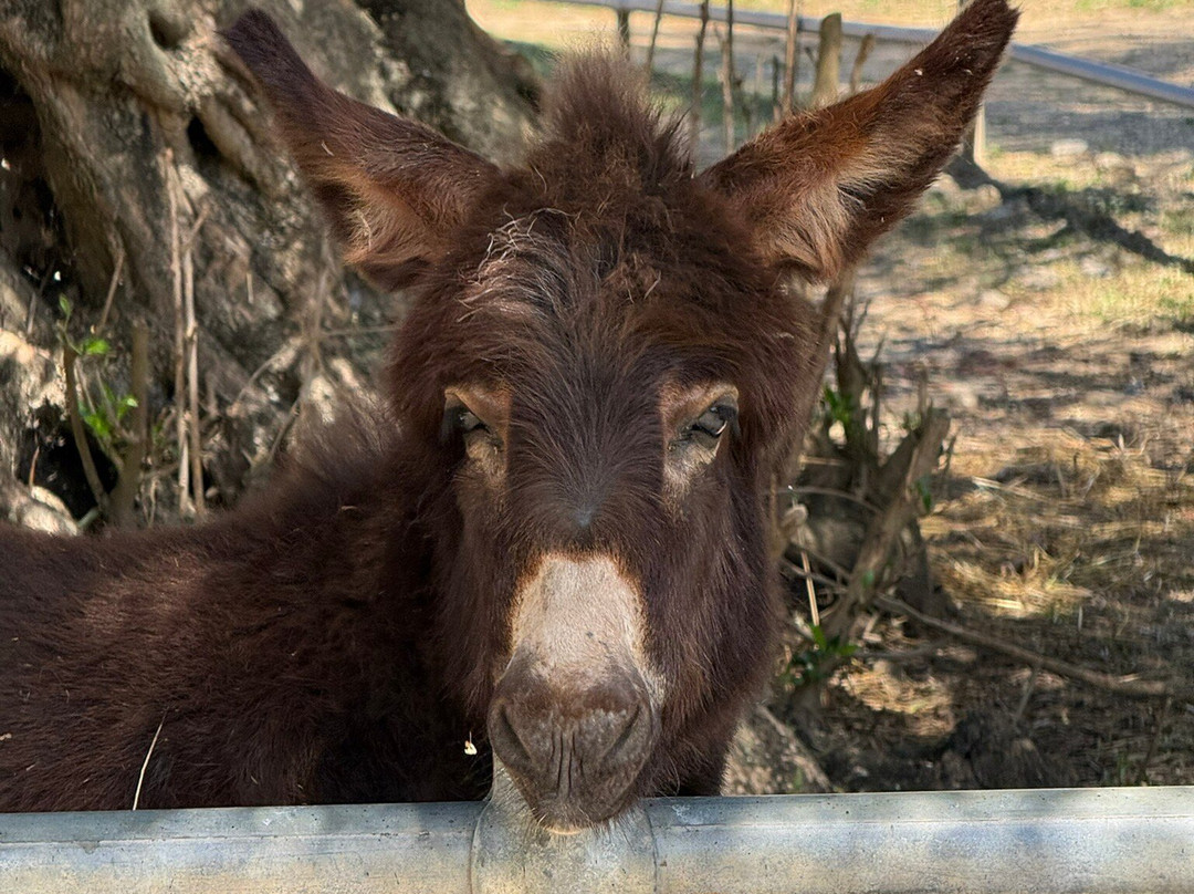Corfu Donkey Rescue-Paleokastritsa必去景点