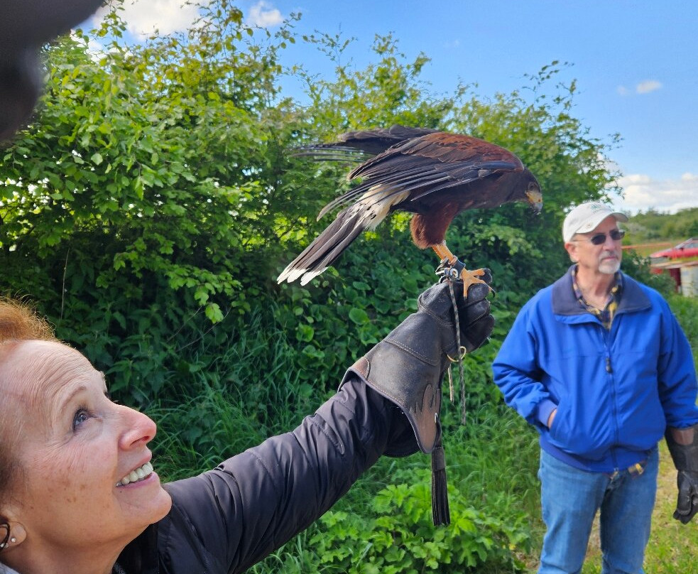 Mayfield Birds of Prey-Kilmacthomas必去景点