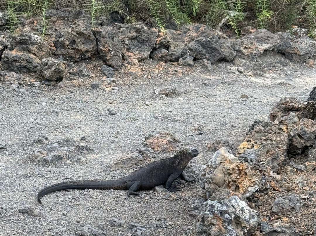 Go Galápagos Tours-Baltra必去景点