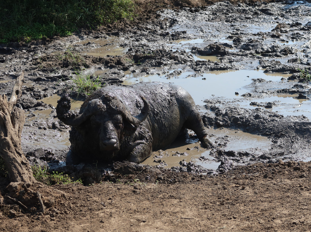 Hluhluwe - iMfolozi Park Wilderness Area-Hluhluwe Game Reserve必去景点