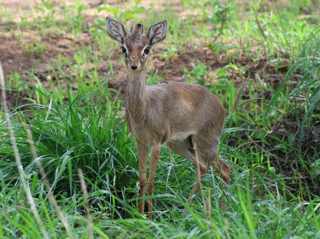 Buffalo Springs National Reserve-Buffalo Springs Game Reserve必去景点