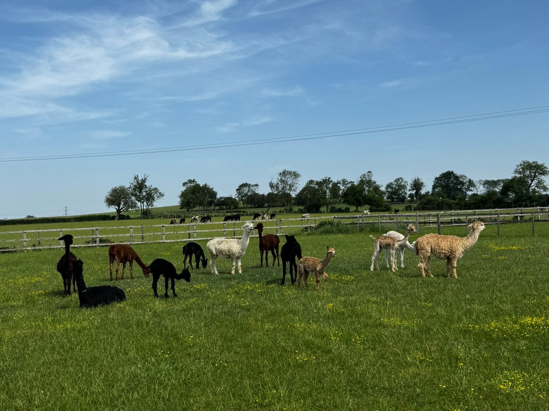 Cotswold Vale Alpacas-伊夫舍姆必去景点