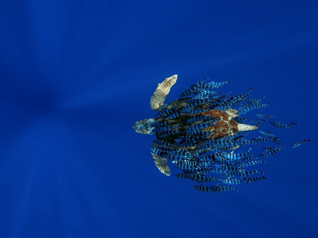 Natura Med-Carnon必去景点