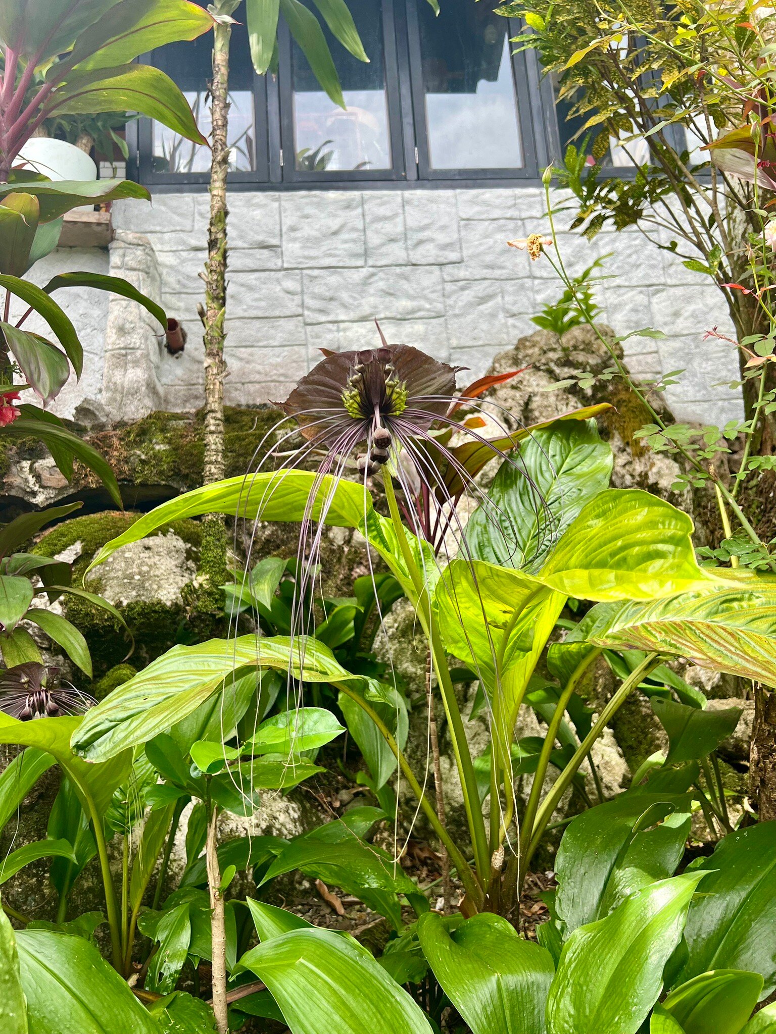 Ibulao Bed and Breakfast-旅行者