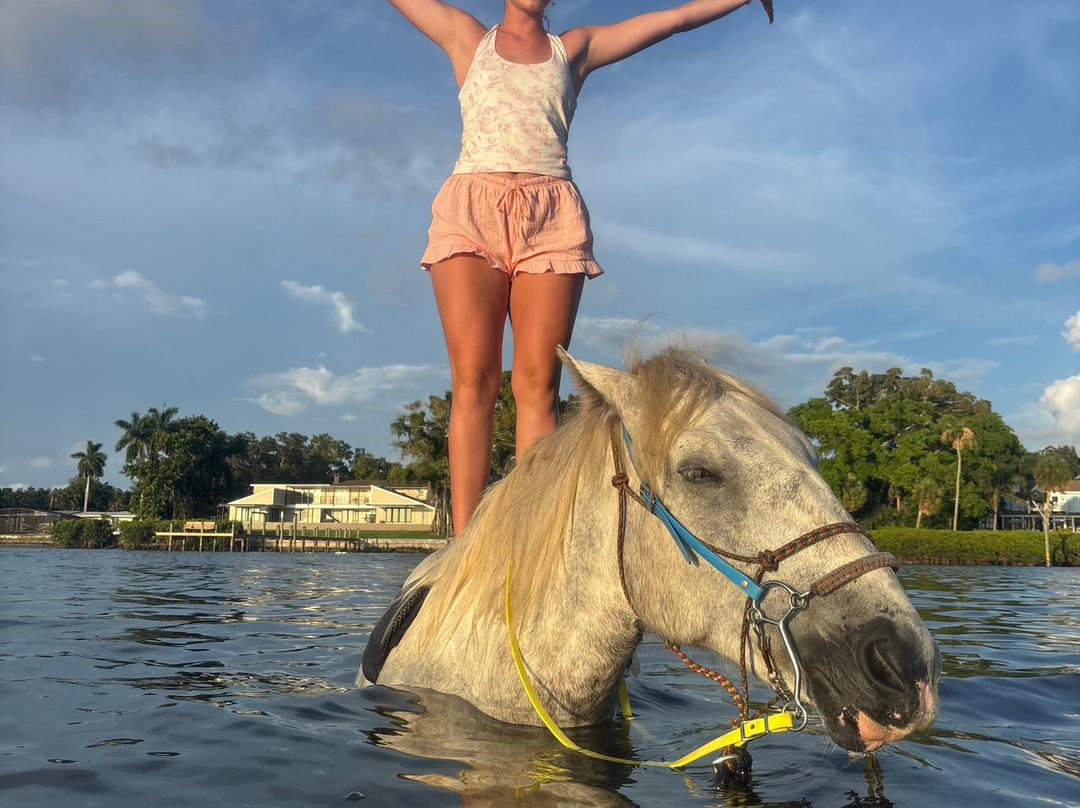 Florida Beach Horses-布雷登顿必去景点