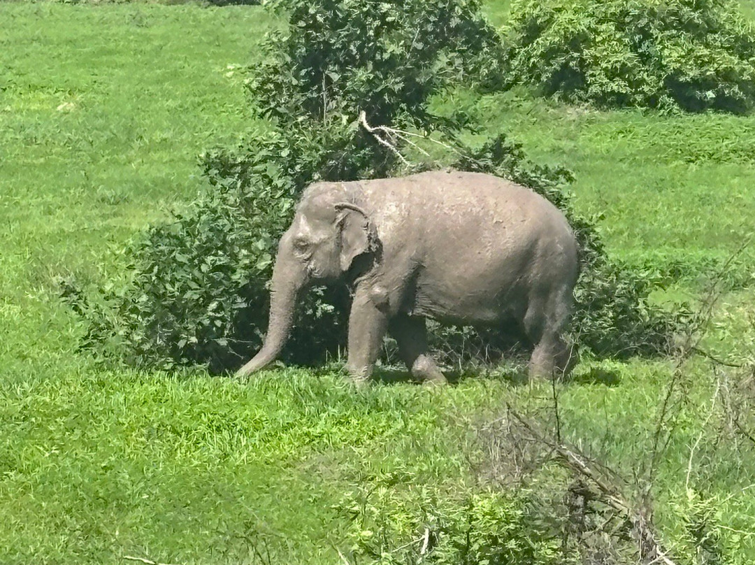 Wildlife Friends Foundation Thailand-他央必去景点