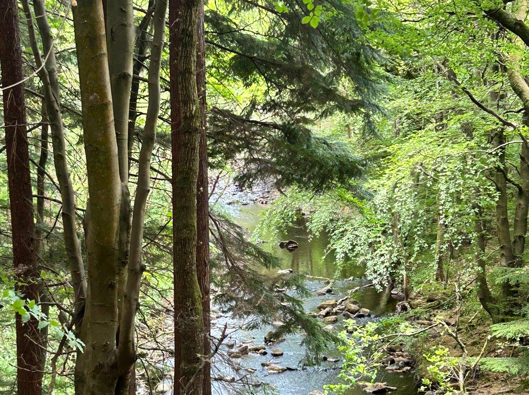 Hamsterley Forest-Hamsterley必去景点