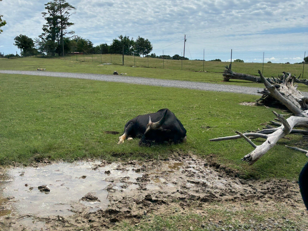 Tennessee Safari Park-Alamo必去景点