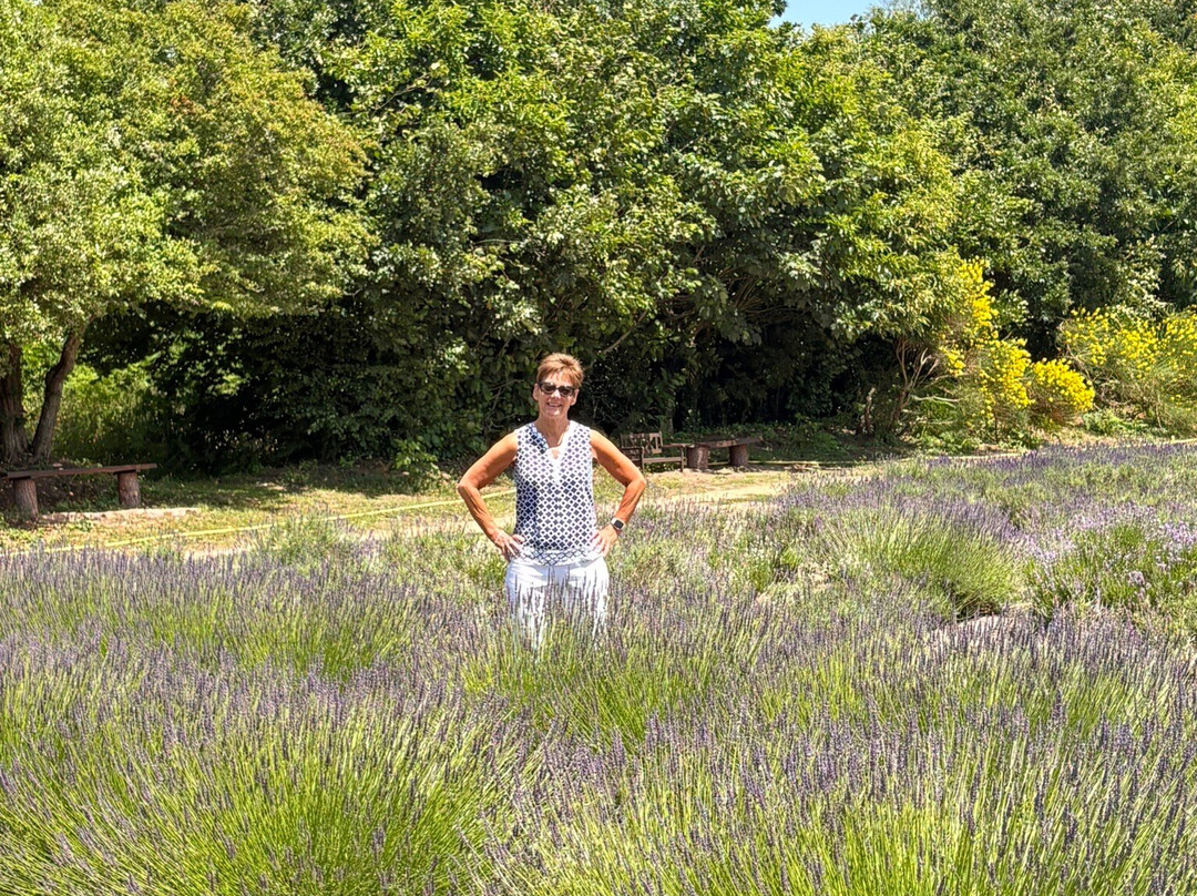 Jersey Lavender Farm-圣布雷拉德必去景点