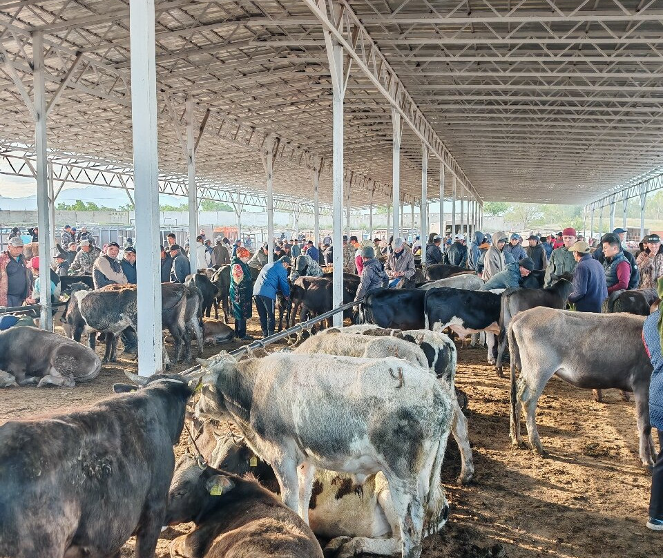 Karakol Cattle Market-Karakol必去景点
