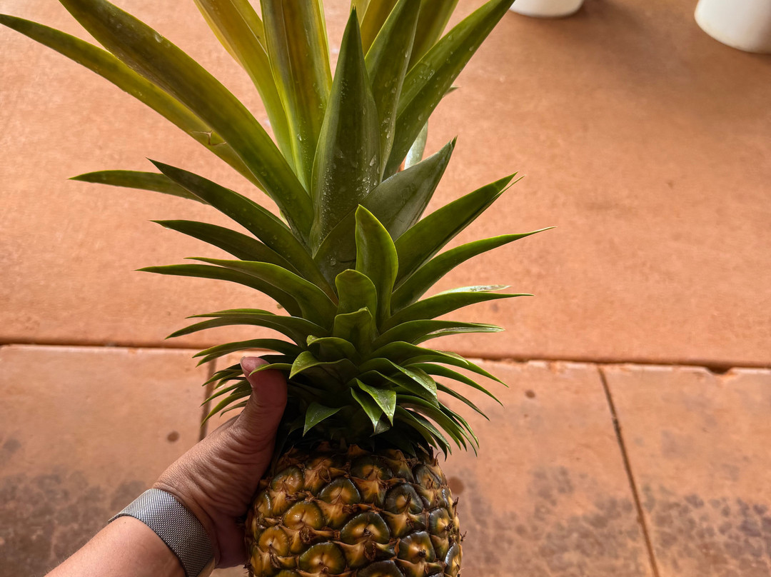 Sugarloaf Pineapple Farm-基拉韦厄必去景点