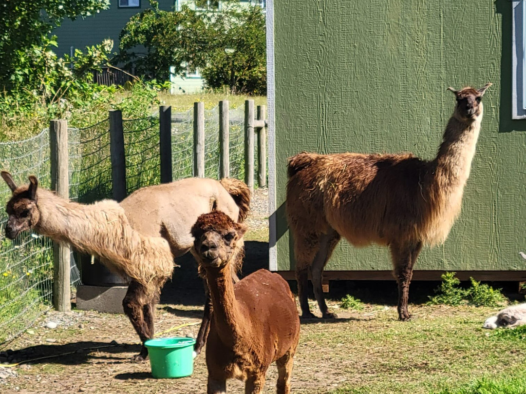 Green Apple Alpacas-奥本必去景点