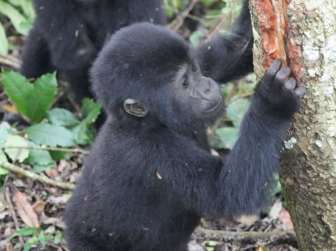 Kisoro Tours Uganda-坎帕拉必去景点