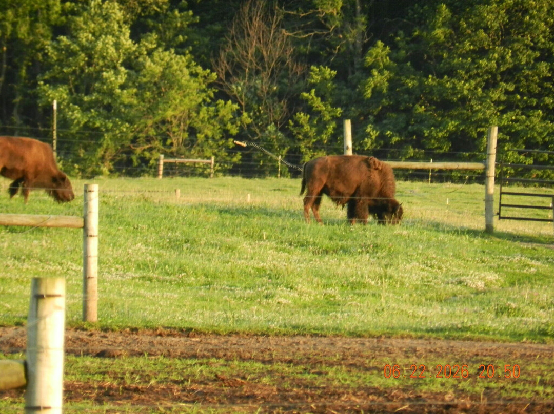 White Oaks Bison Farm-Rochester必去景点