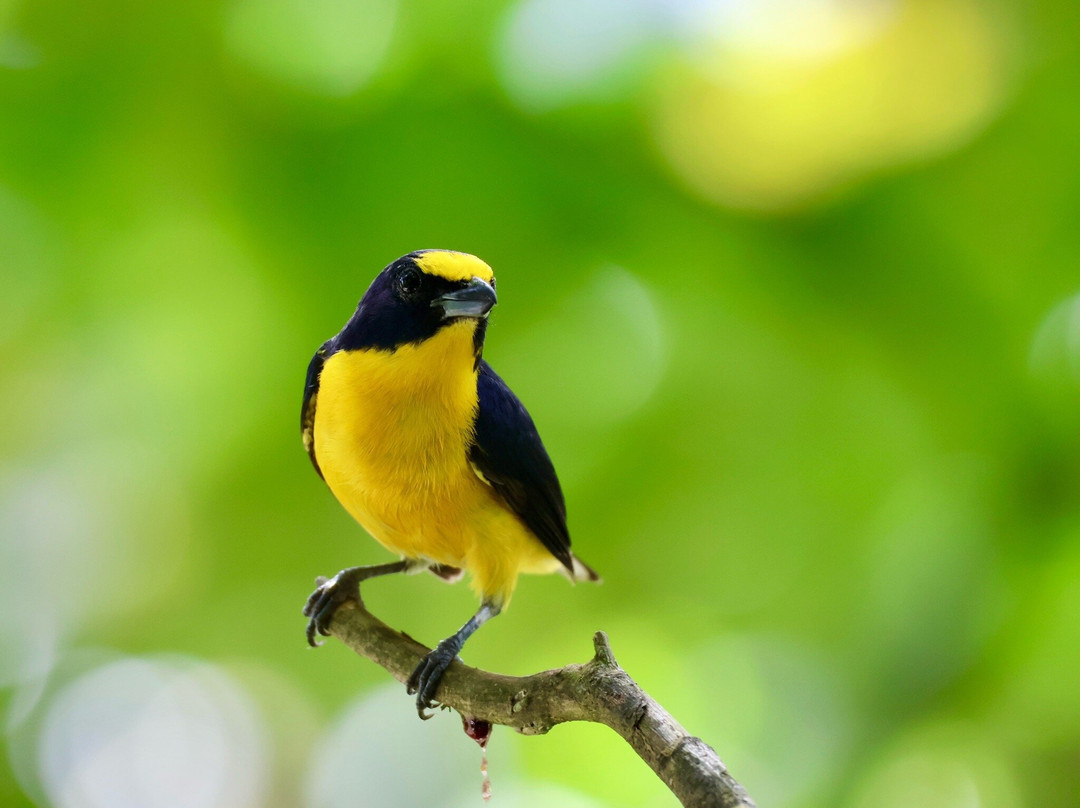 Bijagua Rainforest - Tours-Bijagua de Upala必去景点