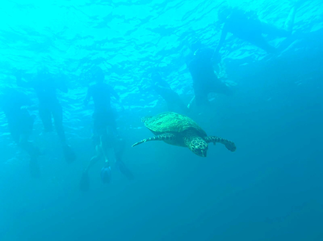 Watching Dolphin-Santa Catalina必去景点