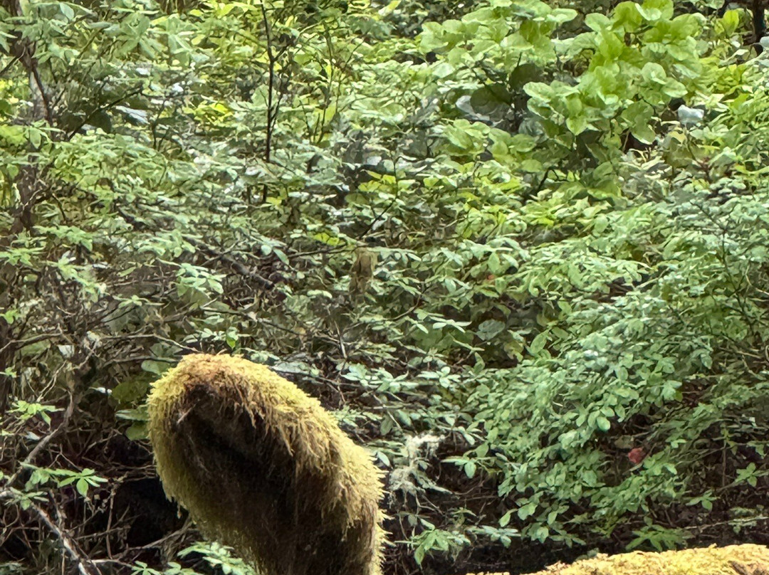 Tow Hill Provincial Park-Masset必去景点