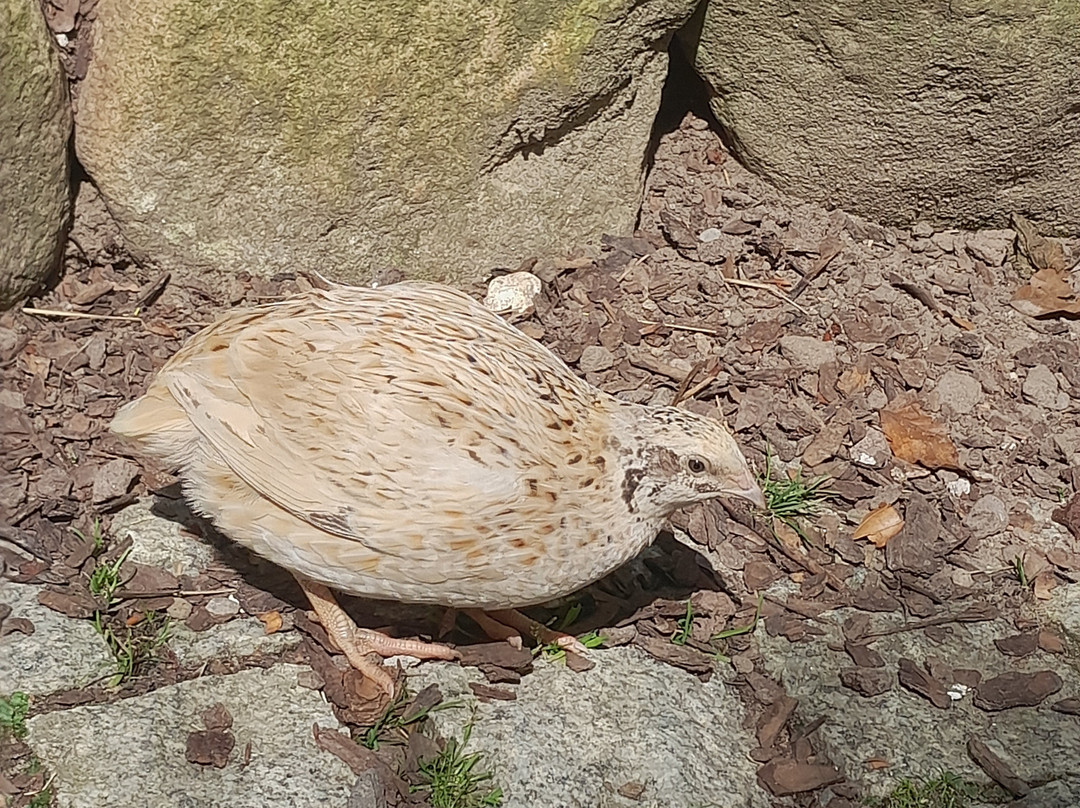 Tierpark Sassnitz-萨斯尼茨必去景点