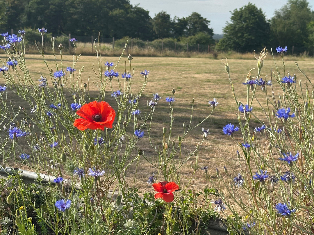 Seaview Dog Meadow-Wiveton必去景点
