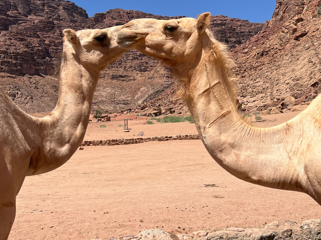 Wadi Rum Desert Eyes-Wadi Rum Village必去景点