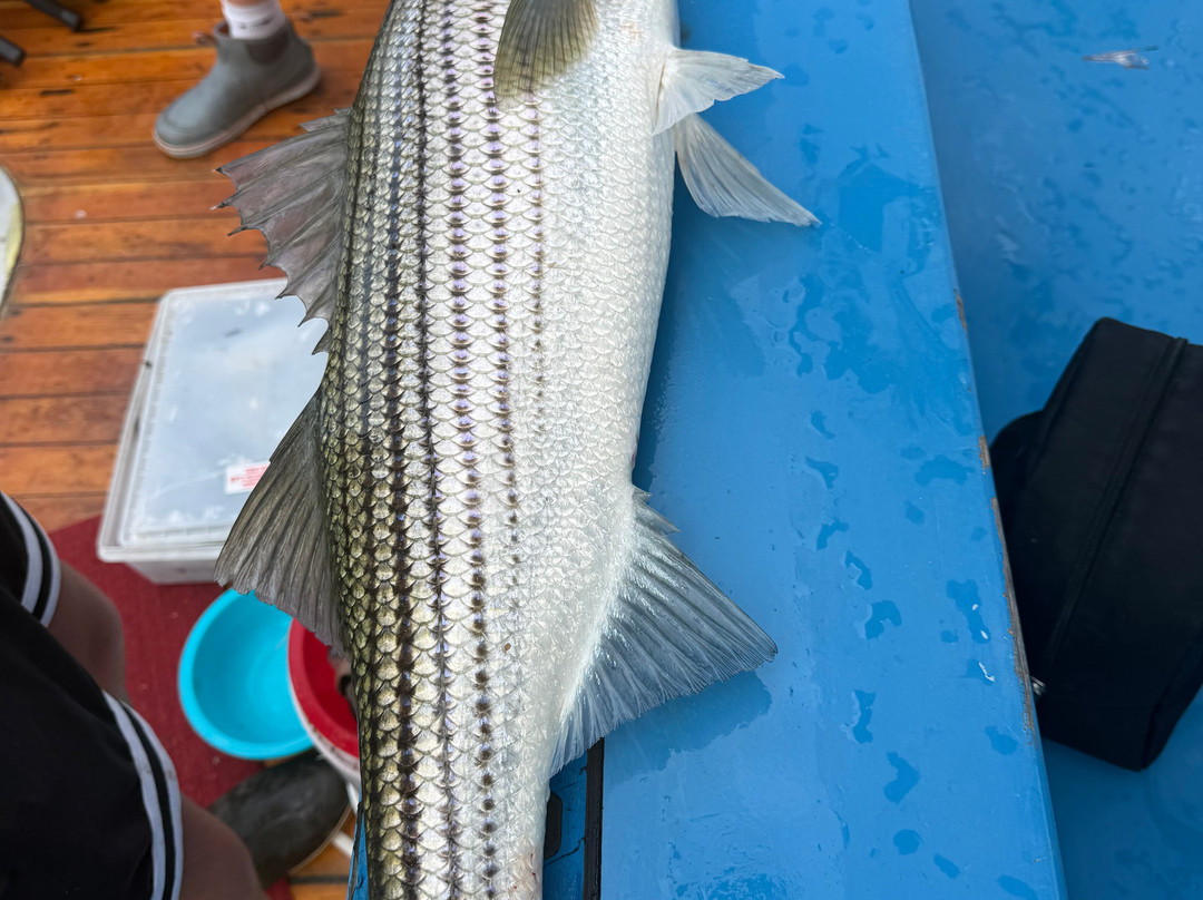 Captain's Fishing Parties & Cruises-Plum Island必去景点