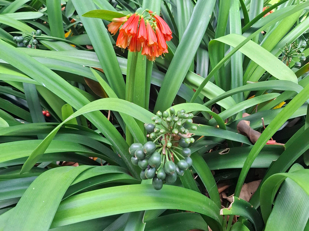 Botanischer Garten-德拉克鲁兹索尔港必去景点