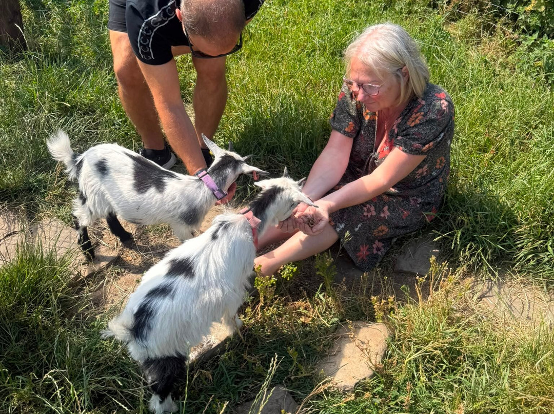 Walking the goats at Lower Coates-巴恩斯利必去景点
