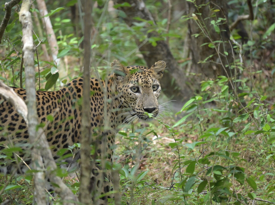 Wilpattu Safari Jeep-Wilpattu National Park必去景点
