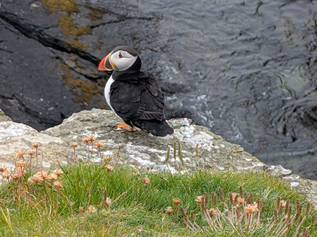 Wild Orkney Walks-Stromness必去景点