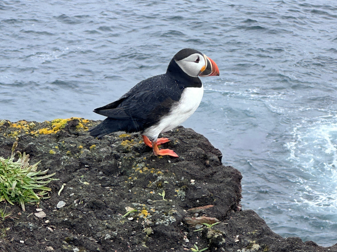 The Elliston Puffin Site-Elliston必去景点