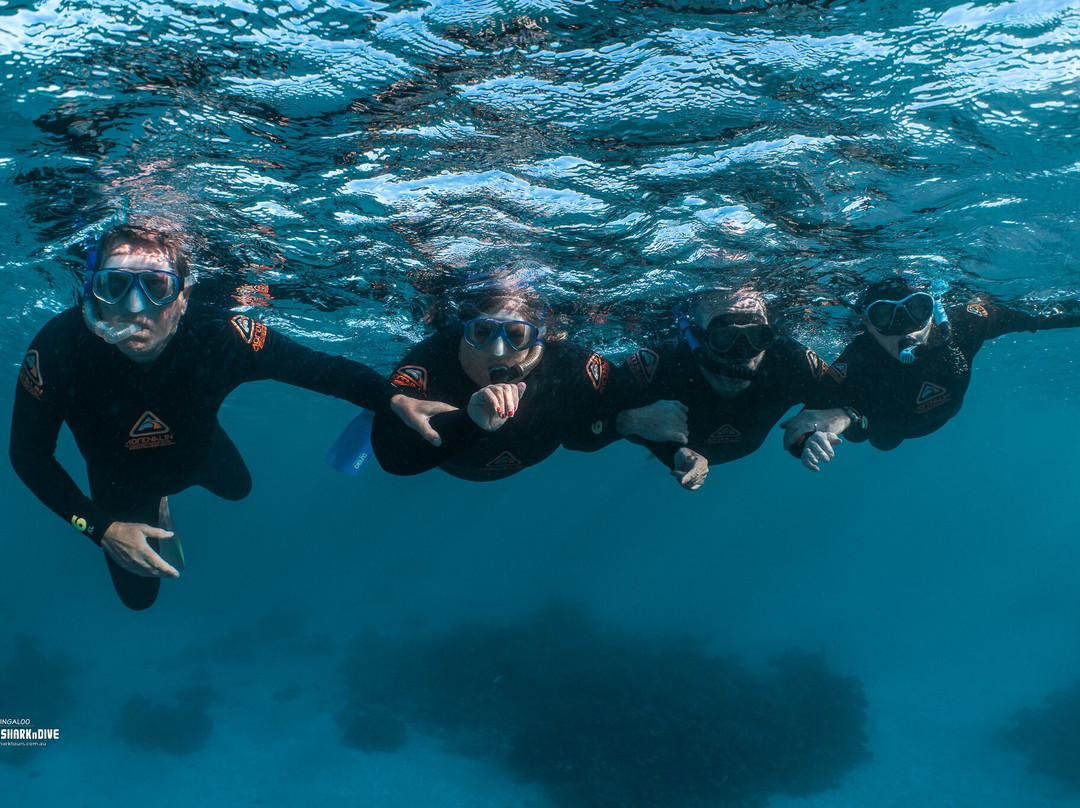 Ningaloo Whaleshark-N-Dive-埃克斯茅斯必去景点