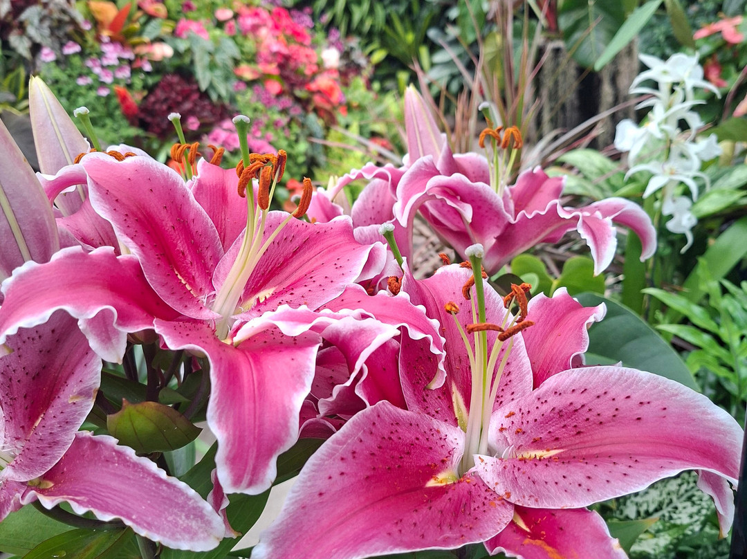 布查特花园-中萨尼奇必去景点