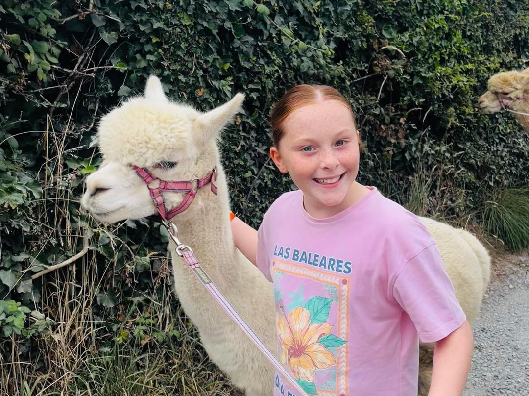Cranfield Alpacas (alpaca Experiences In The Mournes).-Kilkeel必去景点