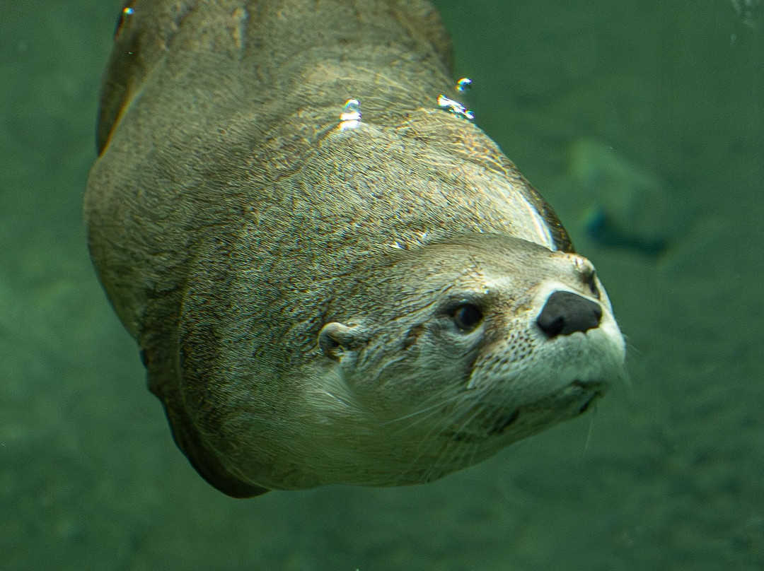 Lake Superior Zoo-德卢斯必去景点