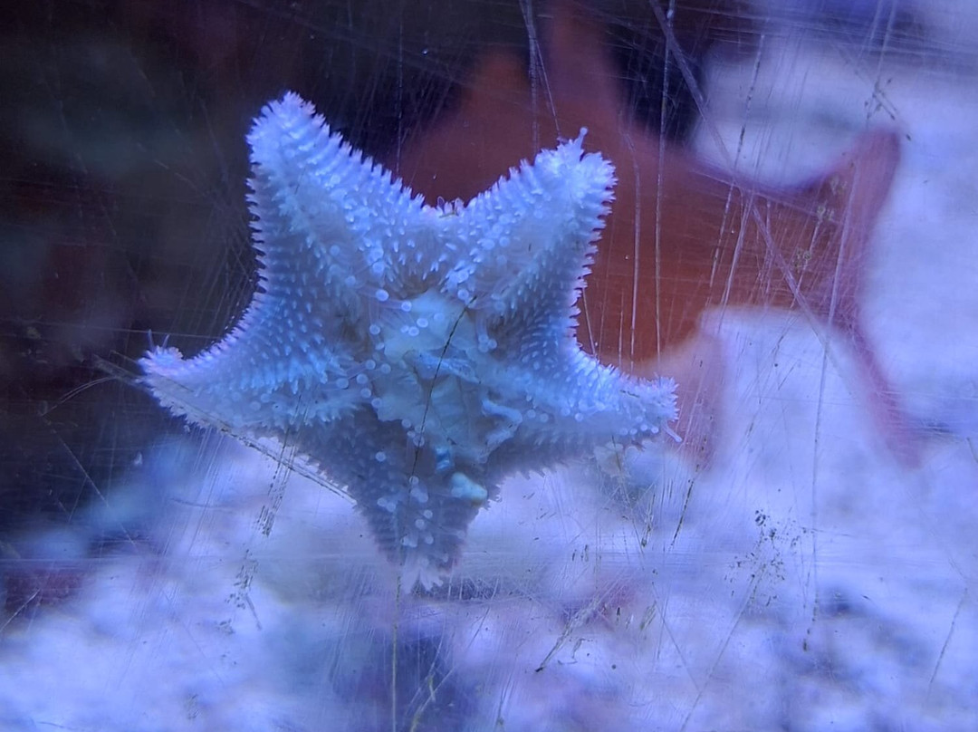 Aquarium de Biarritz-比亚里茨必去景点