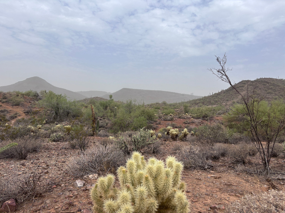 Desert Wolf Tours-凤凰城必去景点